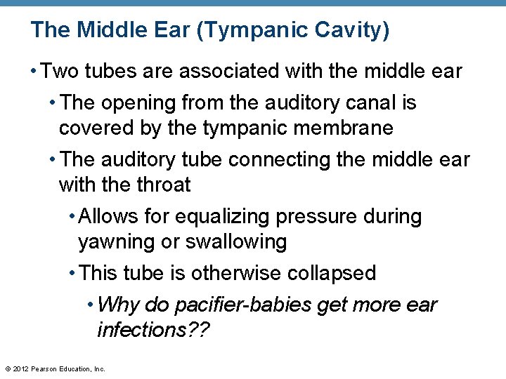 The Middle Ear (Tympanic Cavity) • Two tubes are associated with the middle ear