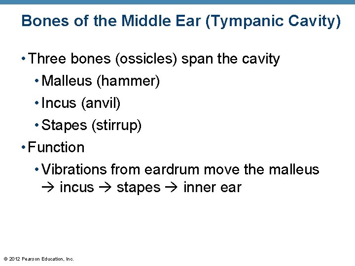 Bones of the Middle Ear (Tympanic Cavity) • Three bones (ossicles) span the cavity