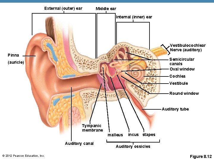 External (outer) ear Middle ear Internal (inner) ear Vestibulocochlear Nerve (auditory) Pinna Semicircular canals