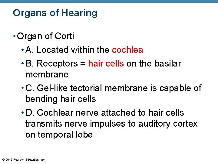 Organs of Hearing • Organ of Corti • A. Located within the cochlea •