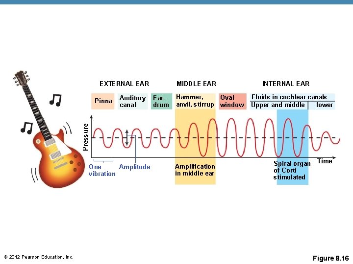 EXTERNAL EAR Auditory canal Eardrum Hammer, Oval anvil, stirrup window INTERNAL EAR Fluids in