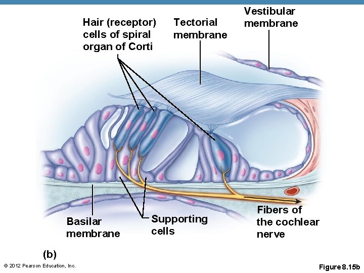 Hair (receptor) cells of spiral organ of Corti Basilar membrane Tectorial membrane Supporting cells
