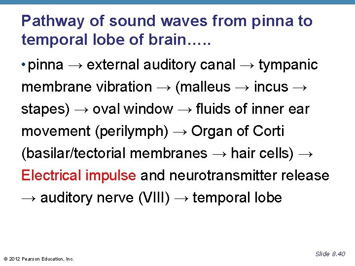 Pathway of sound waves from pinna to temporal lobe of brain…. . • pinna