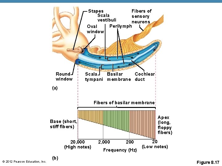 Fibers of Stapes Scala sensory vestibuli neurons Perilymph Oval window Round window Scala Basilar