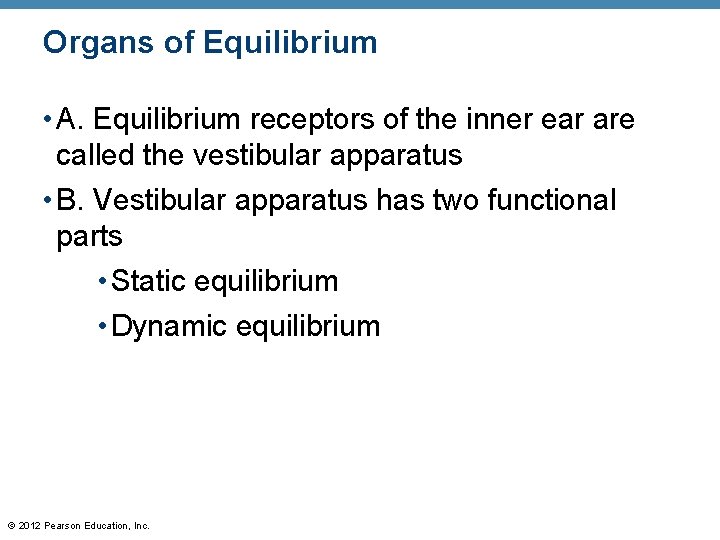 Organs of Equilibrium • A. Equilibrium receptors of the inner ear are called the