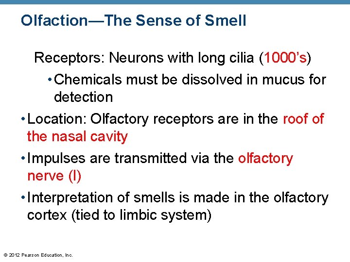 Olfaction—The Sense of Smell Receptors: Neurons with long cilia (1000’s) • Chemicals must be