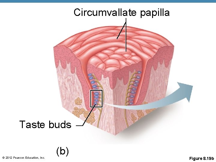 Circumvallate papilla Taste buds © 2012 Pearson Education, Inc. (b) Figure 8. 19 b