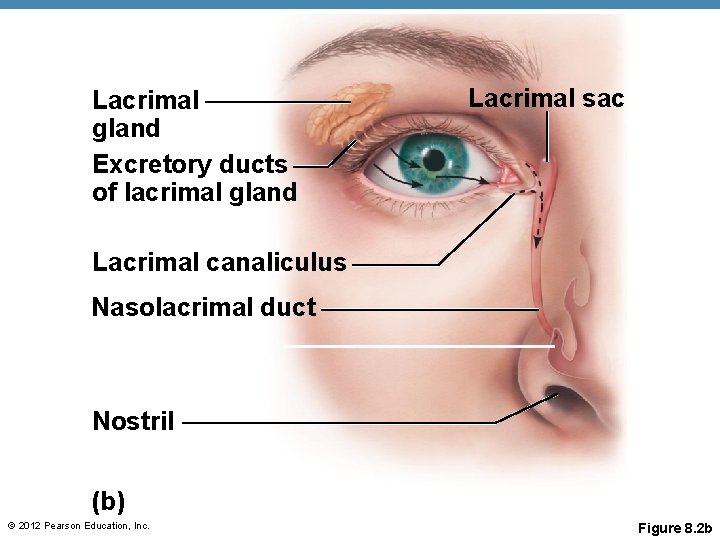 Lacrimal gland Excretory ducts of lacrimal gland Lacrimal sac Lacrimal canaliculus Nasolacrimal duct Nostril