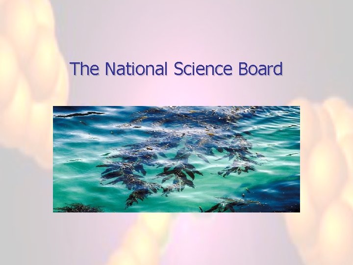 The National Science Board 