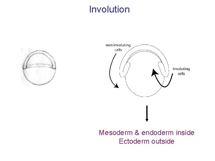 Involution Mesoderm & endoderm inside Ectoderm outside 