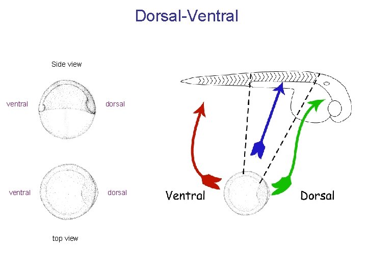 Dorsal-Ventral Side view ventral dorsal top view 