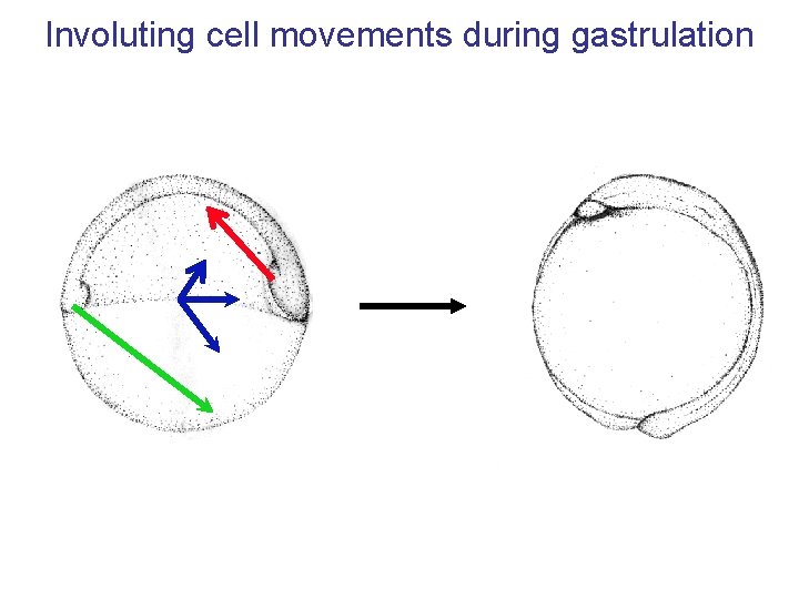 Involuting cell movements during gastrulation 