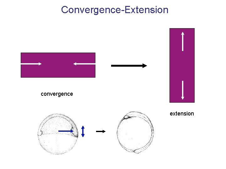 Convergence-Extension convergence extension 