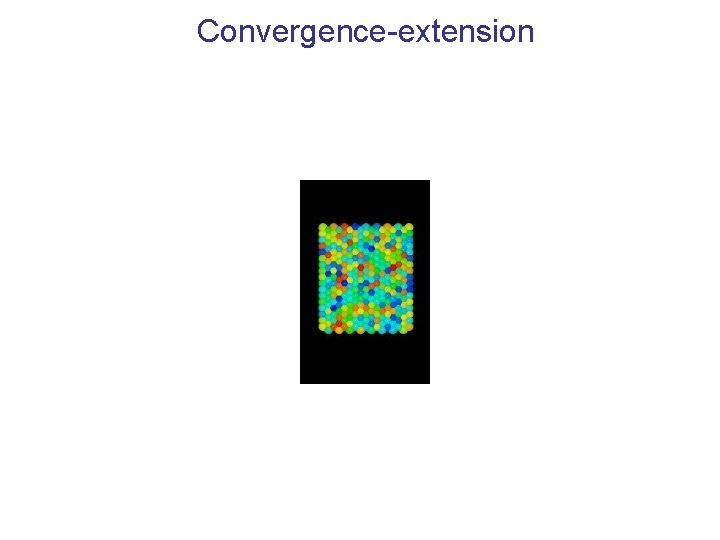 Convergence-extension 