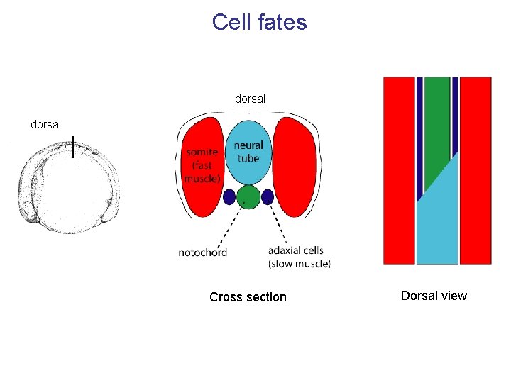 Cell fates dorsal Cross section Dorsal view 