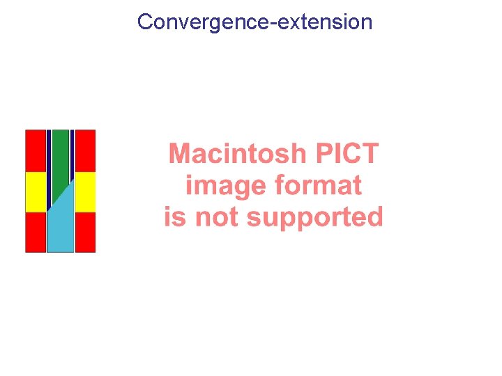Convergence-extension 