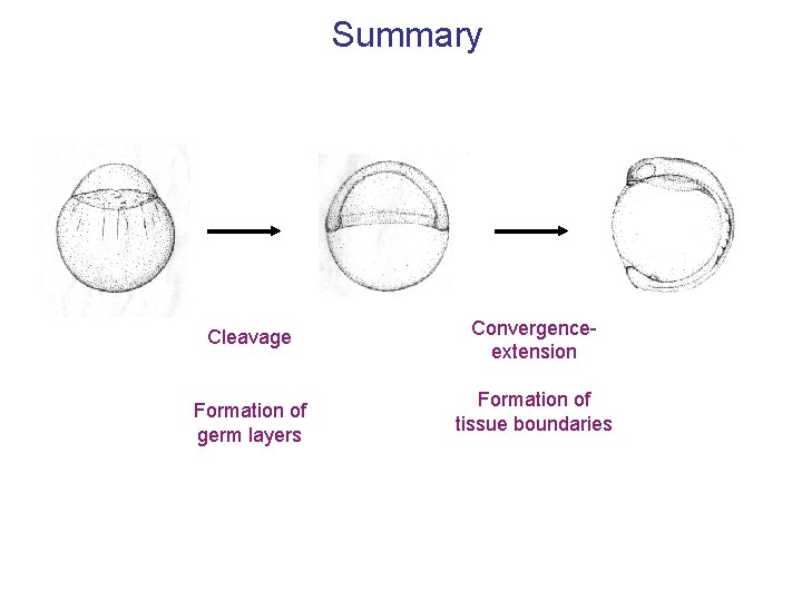 Summary Cleavage Formation of germ layers Convergenceextension Formation of tissue boundaries 