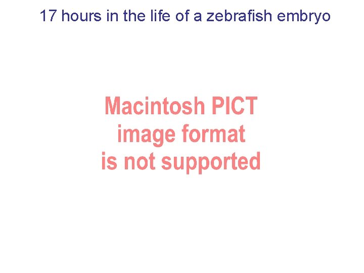 17 hours in the life of a zebrafish embryo 