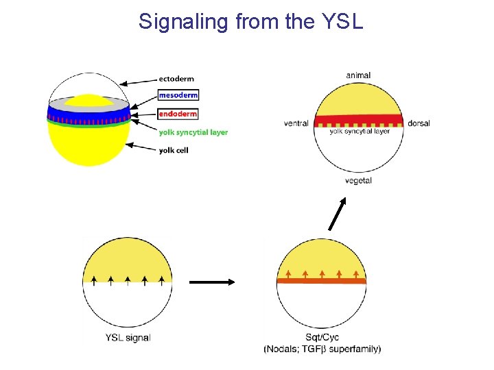 Signaling from the YSL 
