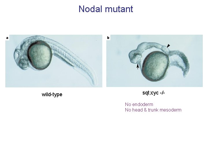 Nodal mutant wild-type sqt; cyc -/No endoderm No head & trunk mesoderm 