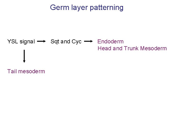 Germ layer patterning YSL signal Tail mesoderm Sqt and Cyc Endoderm Head and Trunk