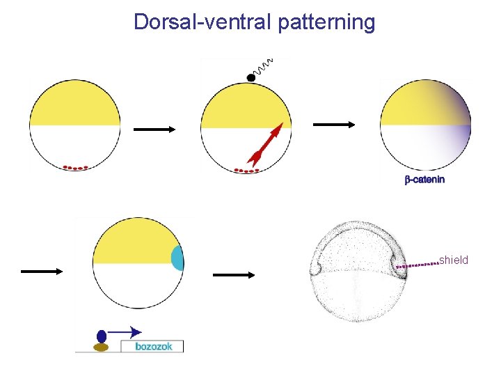 Dorsal-ventral patterning shield 