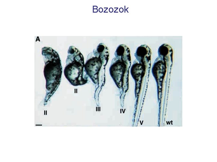 Bozozok 