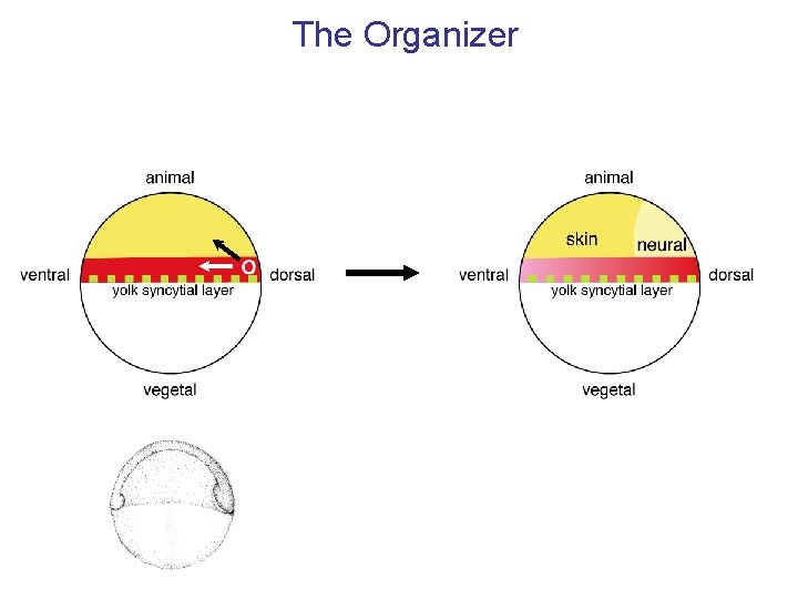 The Organizer 