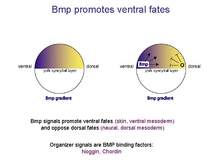 Bmp promotes ventral fates Bmp signals promote ventral fates (skin, ventral mesoderm) and oppose
