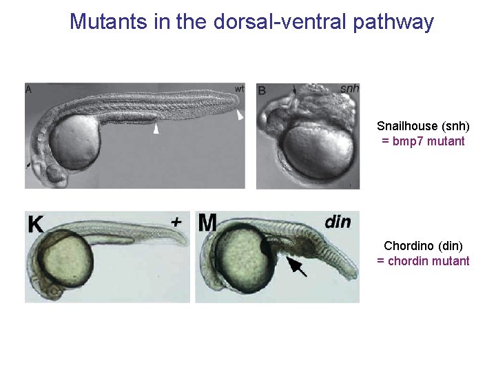 Mutants in the dorsal-ventral pathway Snailhouse (snh) = bmp 7 mutant Chordino (din) =