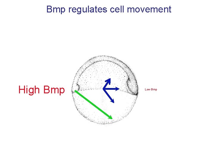 Bmp regulates cell movement High Bmp Low Bmp 