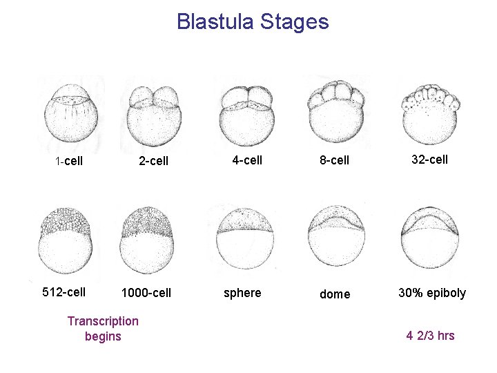 Blastula Stages 1 -cell 2 -cell 4 -cell 8 -cell 32 -cell 512 -cell