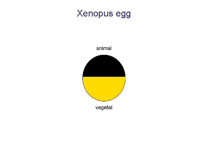 Xenopus egg 