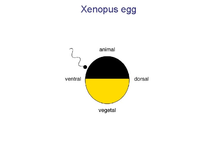 Xenopus egg 