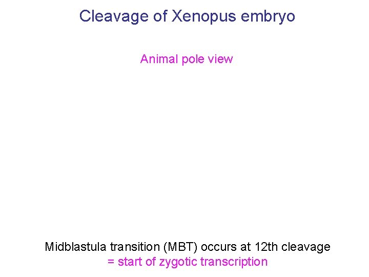 Cleavage of Xenopus embryo Animal pole view Midblastula transition (MBT) occurs at 12 th