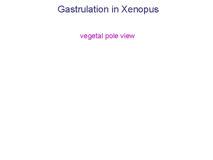 Gastrulation in Xenopus vegetal pole view 