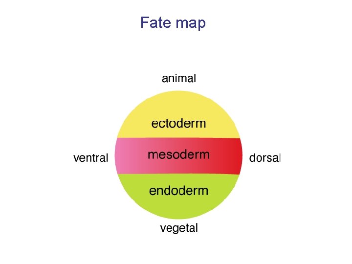 Fate map 
