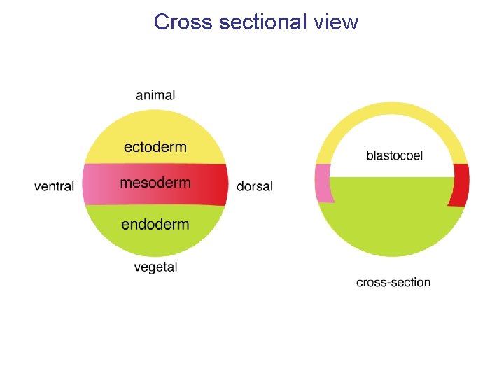 Cross sectional view 