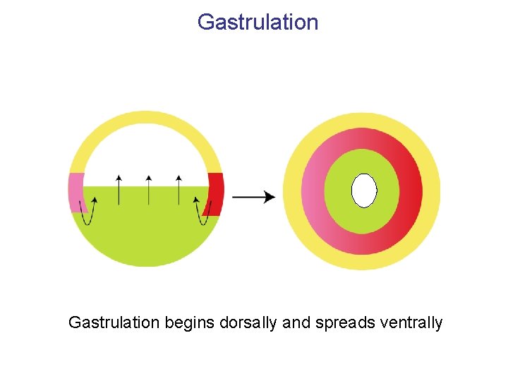 Gastrulation begins dorsally and spreads ventrally 
