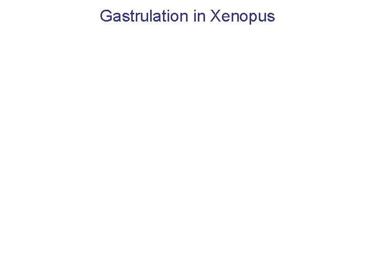 Gastrulation in Xenopus 