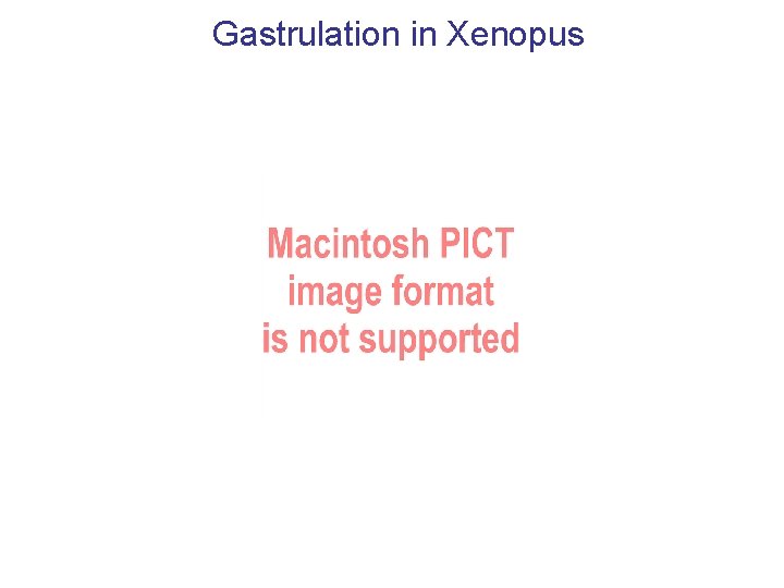 Gastrulation in Xenopus 