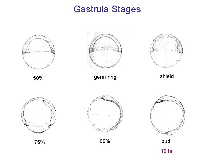Gastrula Stages 50% germ ring shield 75% 90% bud 10 hr 
