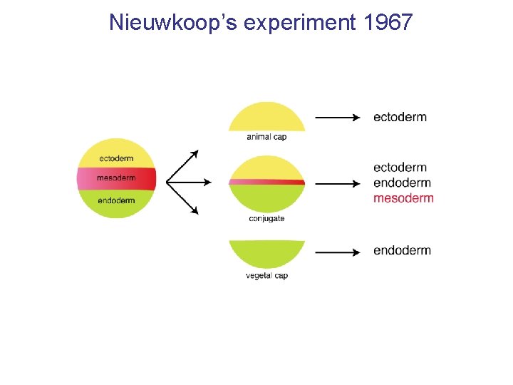 Nieuwkoop’s experiment 1967 