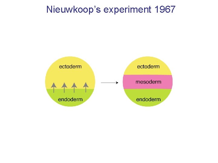 Nieuwkoop’s experiment 1967 