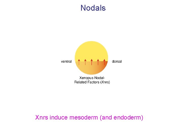 Nodals Xnrs induce mesoderm (and endoderm) 