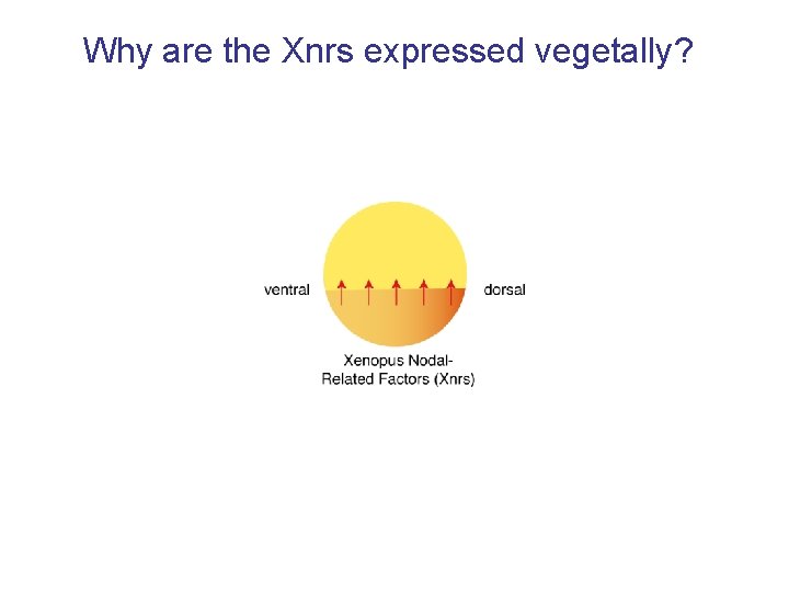 Why are the Xnrs expressed vegetally? 