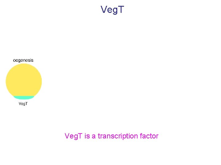 Veg. T is a transcription factor 
