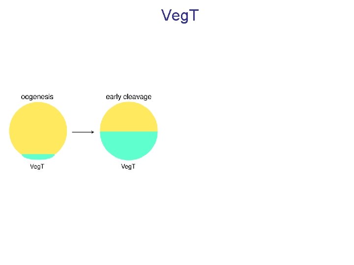 Veg. T 