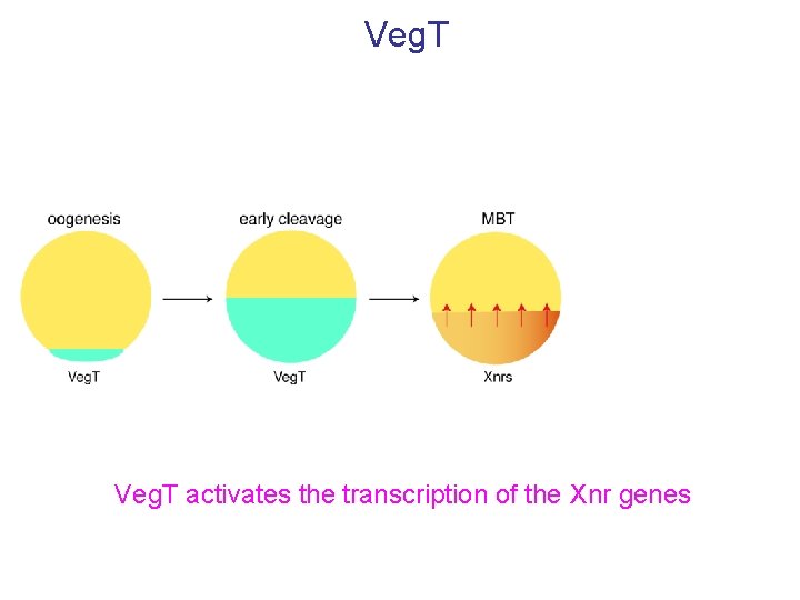 Veg. T activates the transcription of the Xnr genes 