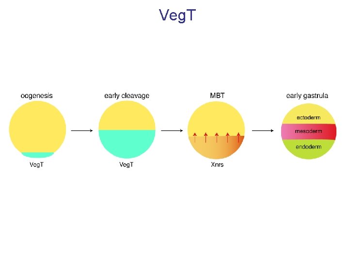 Veg. T 